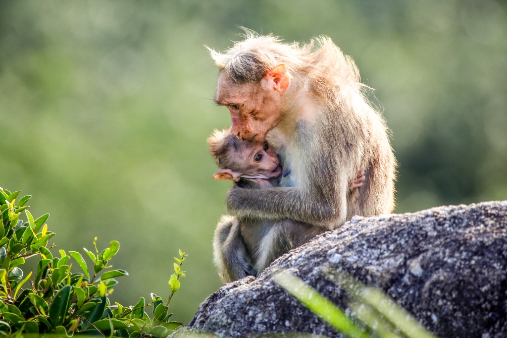 Mother and Baby Monkey Wildlife